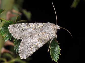 Hadena luteocincta Rbr adulte - ©Philippe Mothiron