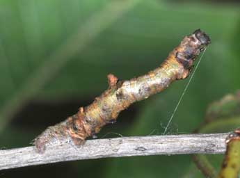  Chenille de Opisthograptis luteolata L. - ©Philippe Mothiron