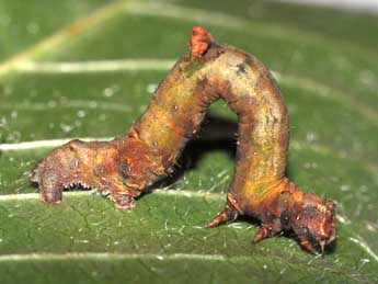  Chenille de Opisthograptis luteolata L. - Philippe Mothiron