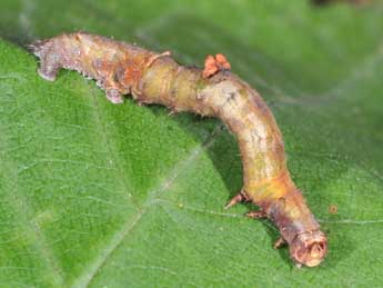  Chenille de Opisthograptis luteolata L. - Philippe Mothiron