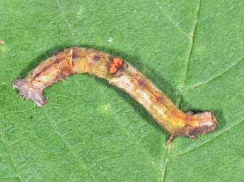  Chenille de Opisthograptis luteolata L. - Philippe Mothiron