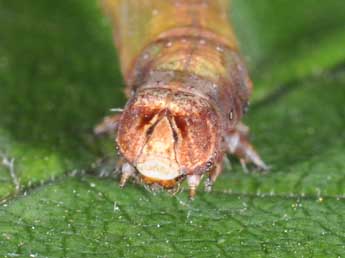  Chenille de Opisthograptis luteolata L. - ©Philippe Mothiron