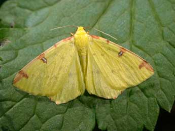 Opisthograptis luteolata L. adulte - ©Philippe Mothiron