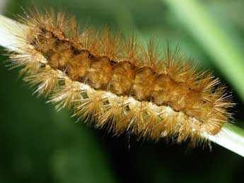  Chenille de Spilarctia lutea Hfn. - ©Philippe Mothiron