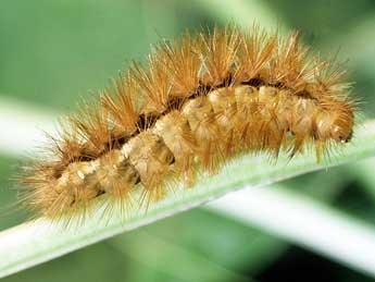  Chenille de Spilarctia lutea Hfn. - ©Philippe Mothiron