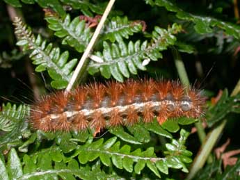  Chenille de Spilarctia lutea Hfn. - ©Philippe Mothiron