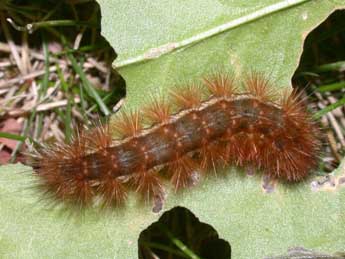  Chenille de Spilarctia lutea Hfn. - ©Philippe Mothiron