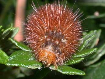  Chenille de Spilarctia lutea Hfn. - ©Philippe Mothiron