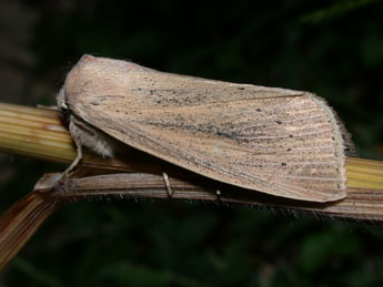 Rhizedra lutosa Hb. adulte - Philippe Mothiron