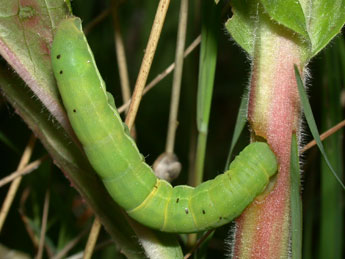  Chenille de Aporophyla lueneburgensis Frr - ©Philippe Mothiron