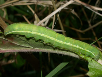  Chenille de Aporophyla lueneburgensis Frr - ©Philippe Mothiron