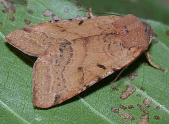 Agrochola lychnidis D. & S. adulte - ©Philippe Mothiron