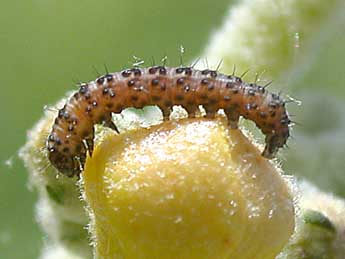  Chenille de Cucullia lychnitis Rbr - ©Philippe Mothiron