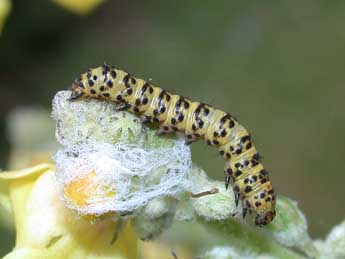  Chenille de Cucullia lychnitis Rbr - ©Philippe Mothiron