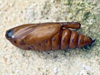  Chrysalide de Cucullia lychnitis Rbr - Olivier Bouteleux