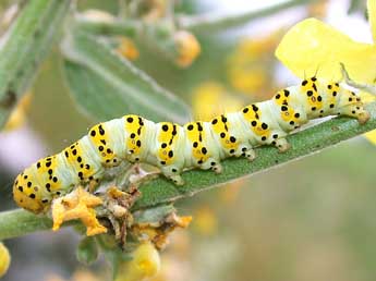  Chenille de Cucullia lychnitis Rbr - Philippe Mothiron