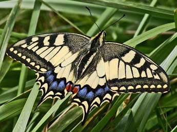 Papilio machaon L. adulte - Claude de Saint-Etienne