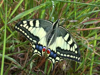 Papilio machaon L. adulte - ©Philippe Mothiron