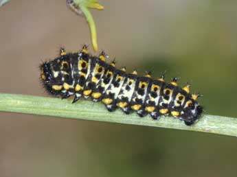  Chenille de Papilio machaon L. - ©Philippe Mothiron