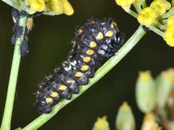  Chenille de Papilio machaon L. - Philippe Mothiron