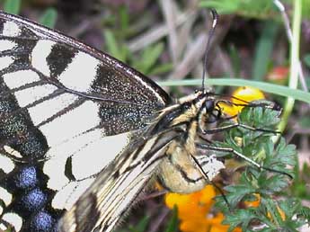 Papilio machaon L. adulte - ©Philippe Mothiron