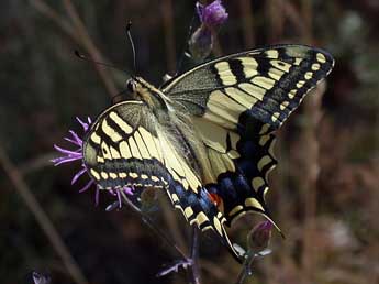 Papilio machaon L. adulte - Philippe Mothiron