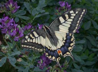 Papilio machaon L. adulte - Philippe Mothiron