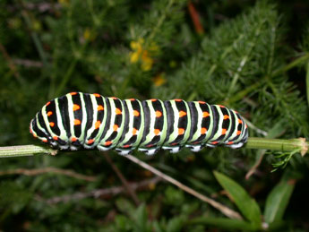  Chenille de Papilio machaon L. - Philippe Mothiron