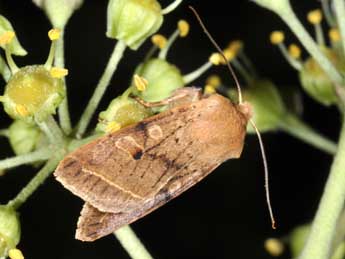 Leptologia macilenta Hb. adulte - Philippe Mothiron