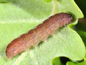  Chenille de Leptologia macilenta Hb. - Philippe Mothiron