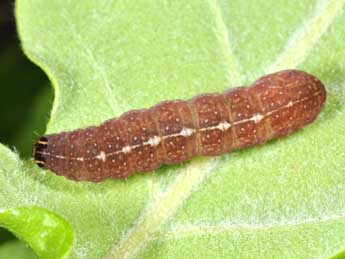  Chenille de Leptologia macilenta Hb. - ©Philippe Mothiron