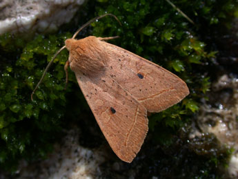 Leptologia macilenta Hb. adulte - Philippe Mothiron