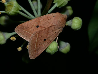 Leptologia macilenta Hb. adulte - Philippe Mothiron