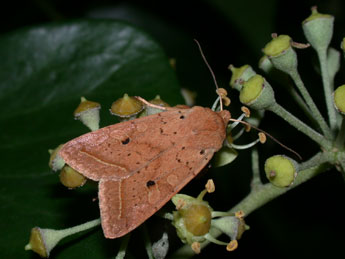 Leptologia macilenta Hb. adulte - Philippe Mothiron