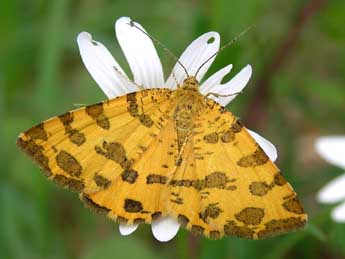 Pseudopanthera macularia L. adulte - ©Antoine Lvque