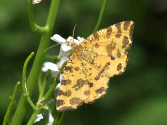 Pseudopanthera macularia L. adulte - Philippe Mothiron