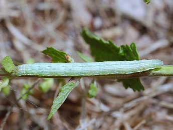  Chenille de Pseudopanthera macularia L. - ©Stphane Grenier