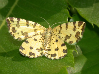 Pseudopanthera macularia L. adulte - ©Philippe Mothiron