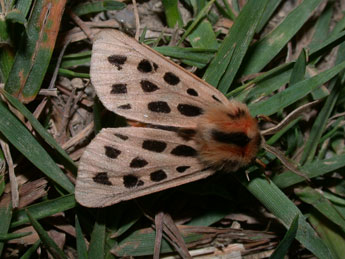 Chelis maculosa D. & S. adulte - ©Philippe Mothiron