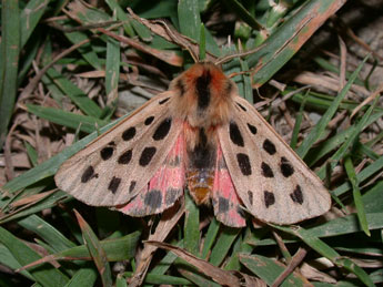 Chelis maculosa D. & S. adulte - ©Philippe Mothiron