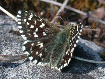 Pyrgus malvae L. adulte - Philippe Mothiron