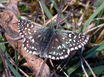 Pyrgus malvae L. adulte - Philippe Mothiron