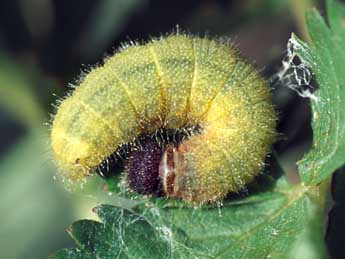  Chenille de Pyrgus malvae L. - Tristan Lafranchis