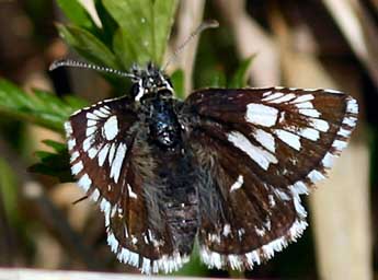 Pyrgus malvae L. adulte - ©Daniel Morel