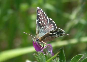 Pyrgus malvae L. adulte - Philippe Mothiron