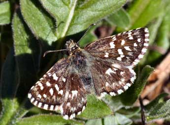 Pyrgus malvoides Elw. & Ed. adulte - ©Daniel Morel