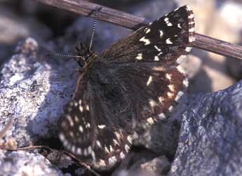 Pyrgus malvoides Elw. & Ed. adulte - Tristan Lafranchis