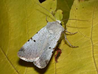 Chersotis margaritacea margaritacea Vill. adulte - Philippe Mothiron