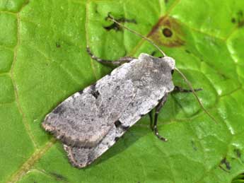 Chersotis margaritacea margaritacea Vill. adulte - Philippe Mothiron