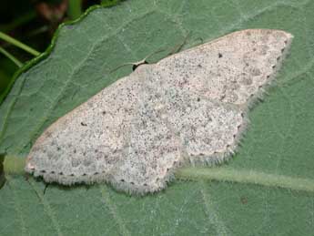 Scopula marginepunctata Gze adulte - Philippe Mothiron